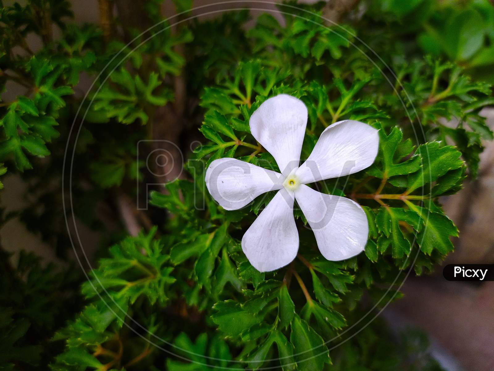 white coloured Catharanthus roseus flower, commonly known as bright eyes, Cape periwinkle, graveyard plant, Madagascar periwinkle and old maid in a green foliage background, space for text