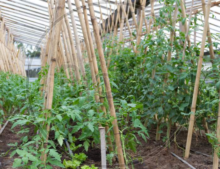 Plantation Of Tomatoes In The Organic Garden