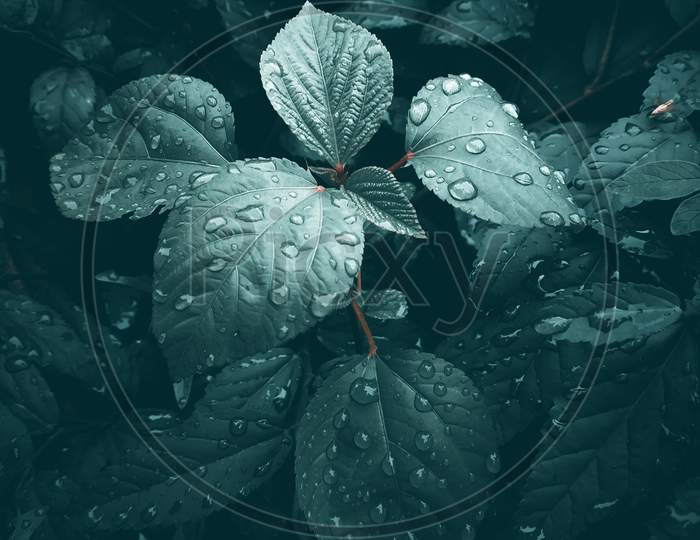 Raindrops on plant