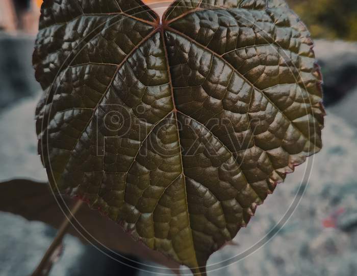 Dark brown leaf