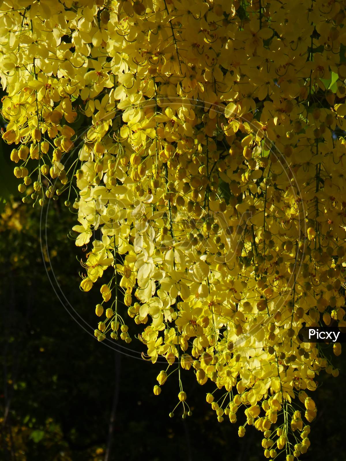 Image of Golden Shower Tree，Golden Shower Senna，Indian Laburnum，Pudding  Pipe Tree，阿勃勒-VQ109172-Picxy