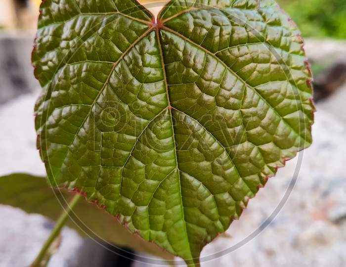 Leaf veins partten close-up