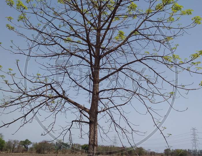 Tree and natural