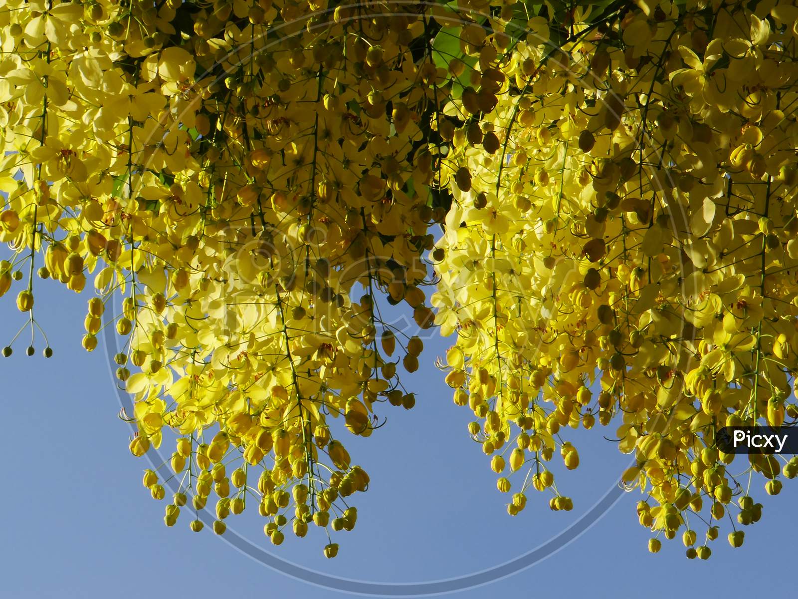 Image of Golden Shower Tree，Golden Shower Senna，Indian Laburnum，Pudding  Pipe Tree，阿勃勒Golden Shower Tree，Golden Shower Senna，Indian Laburnum，Pudding  Pipe Tree，阿勃勒-XC402078-Picxy