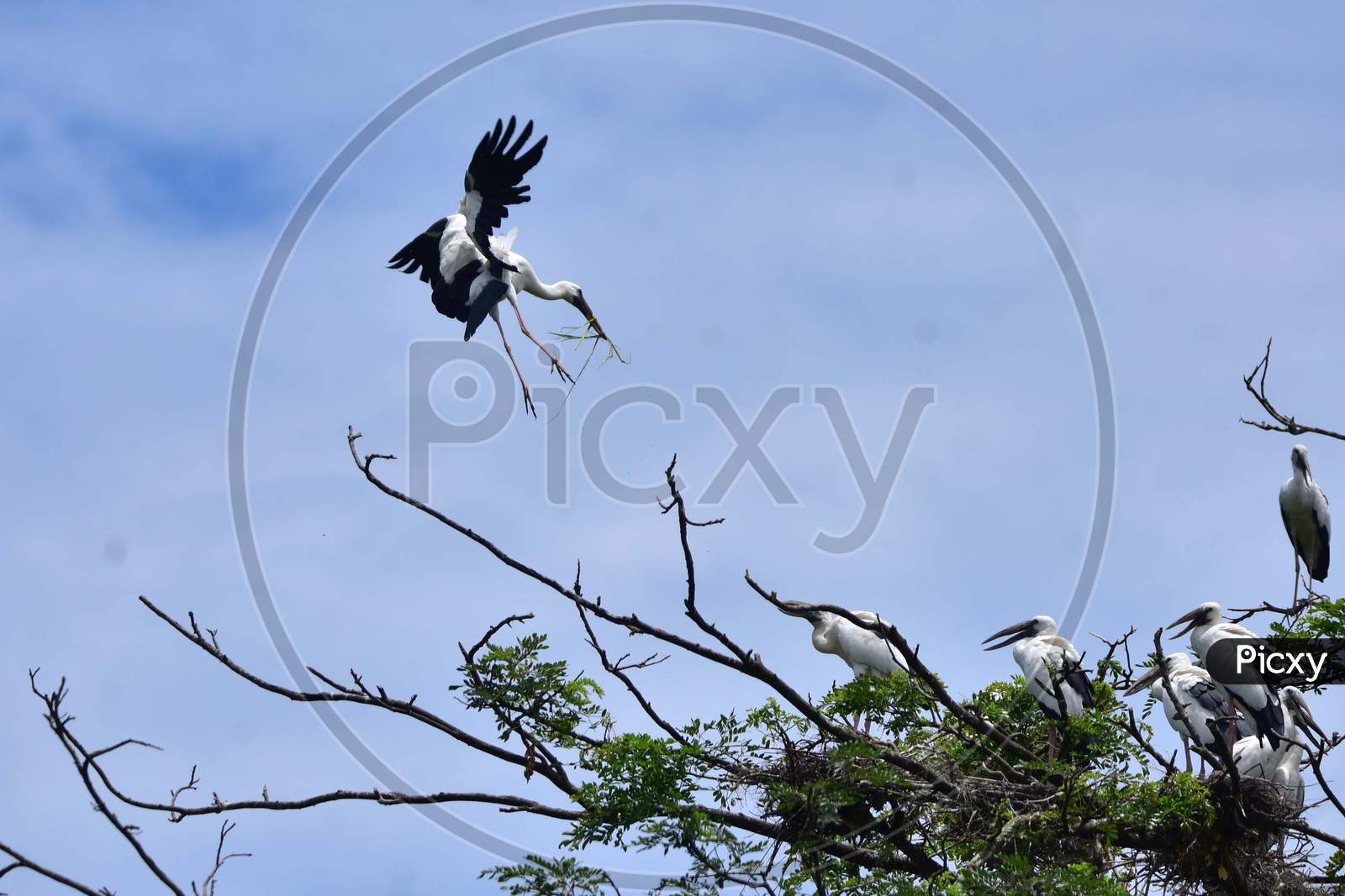 Openbill Storks Are Seen Perched On Top Of A Tree As They Arrive To Nest And Breed During The Monsoon Season, In Nagaon District Of Assam On June 19, 2020