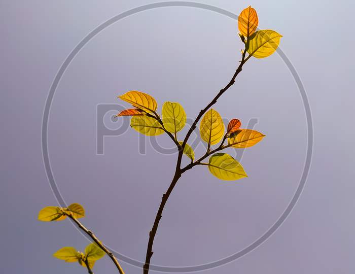 Branch with yellow tree plant