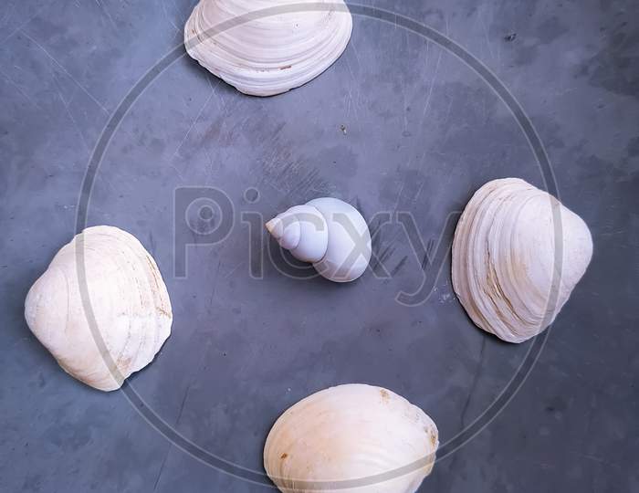 High angel view of shell
