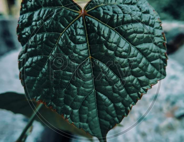 Plant leaf close-up view