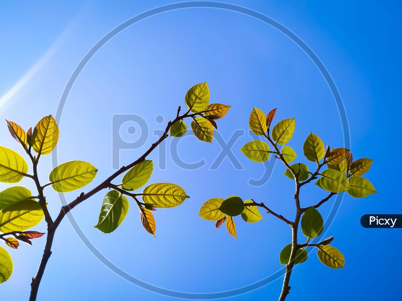 Low Angel view of leaves against clear blue sky