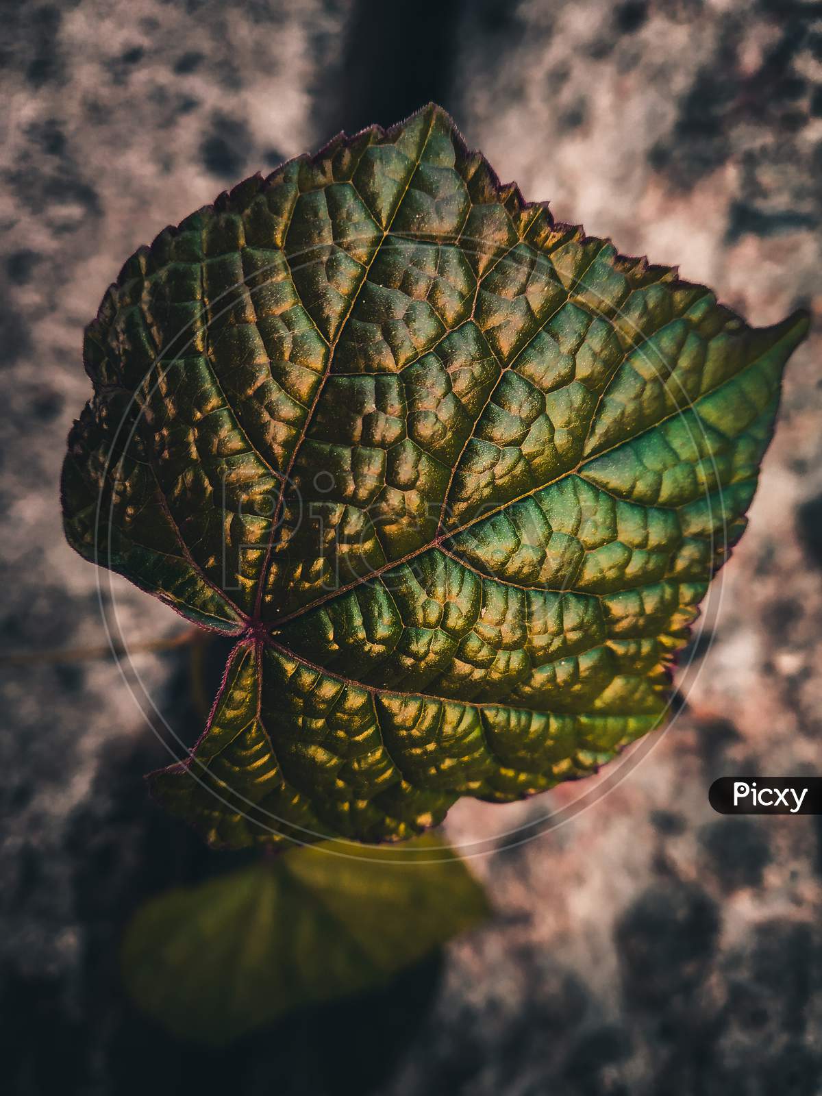 Plant leaf pattern