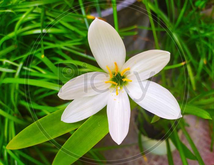 Zephyranthes candida, with common names that include autumn zephyrlily, white windflower and Peruvian wamp lily