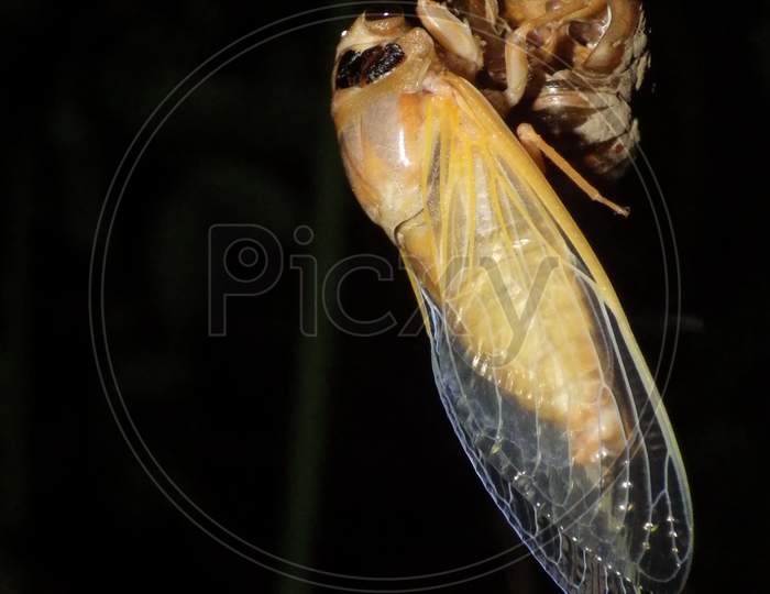 Summer is here，cicada，蟬