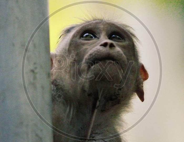 Portrait cute monkey
