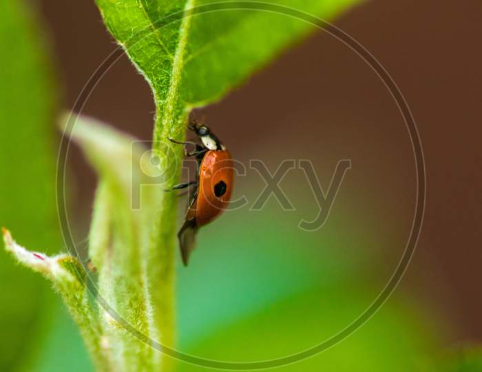 Lonely Ladybird