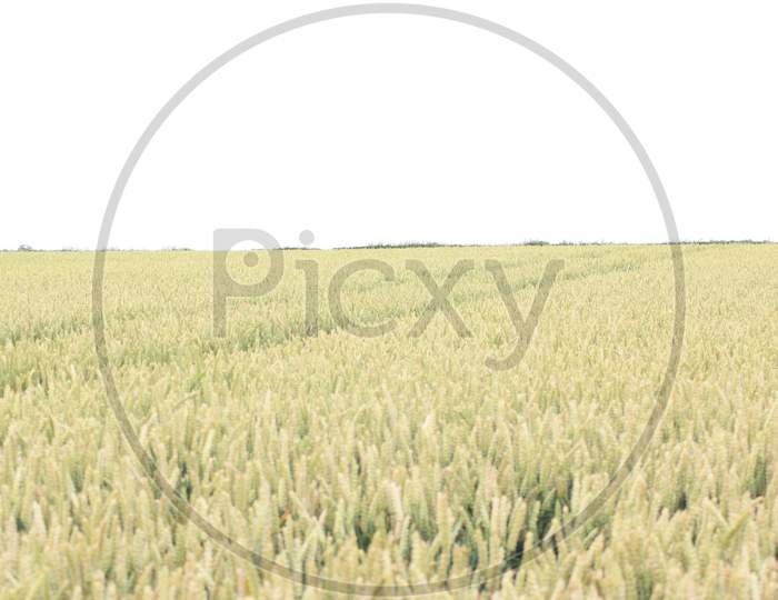 British Wheat Field