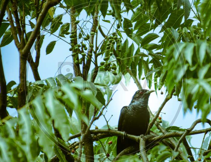 Beautiful picture of cuckoo bird.
