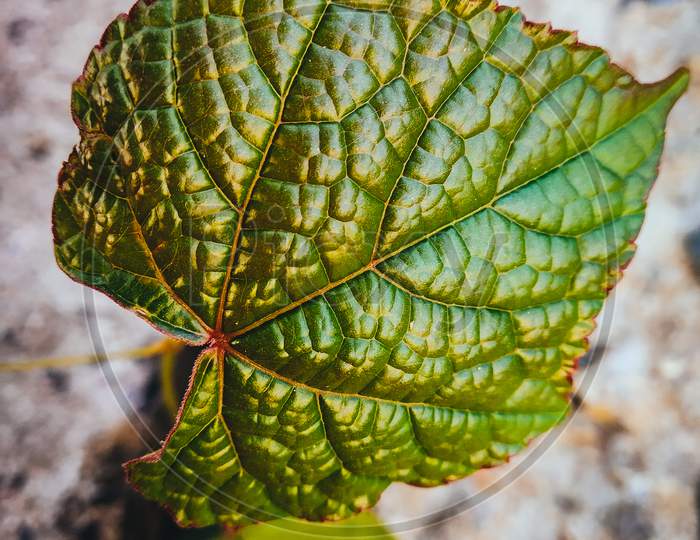 Green leaf and leaf veins