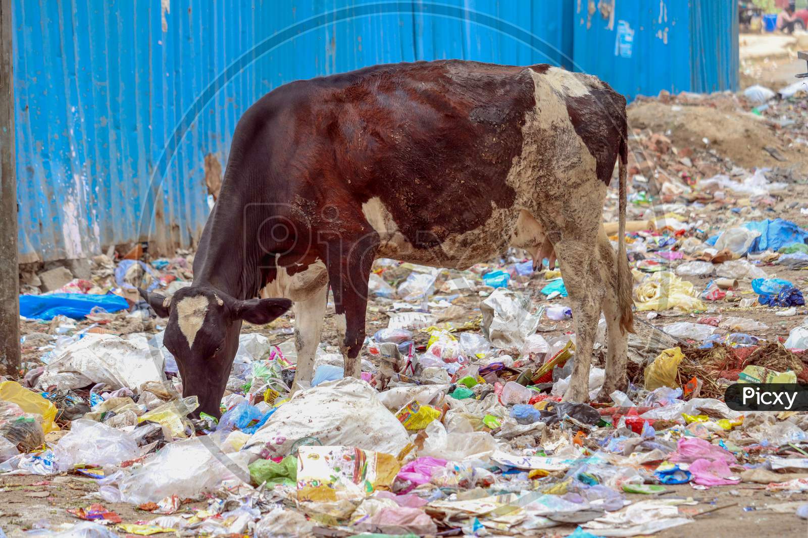 Cow Eating Trash Plastic Bag From Garbage Dump