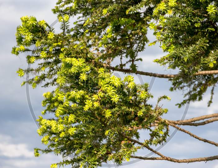 Green Araucaria On Sky In Summer