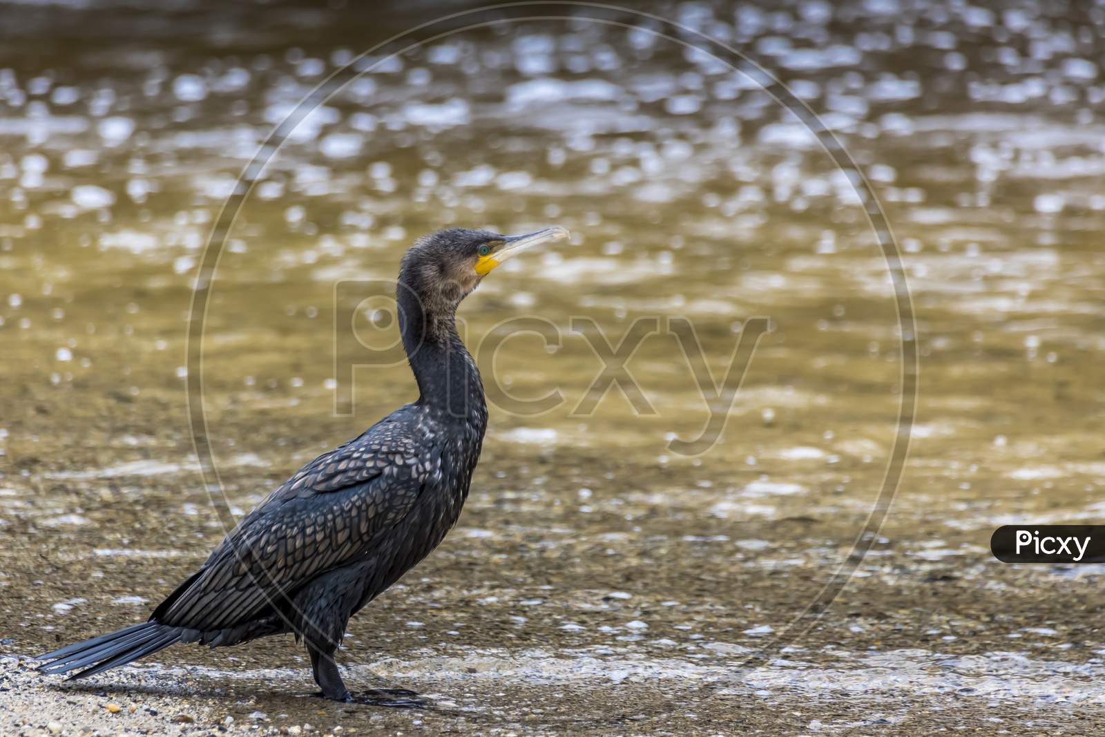 Cormorant at a beach in Victoria, Australia at a rainy day in summer.