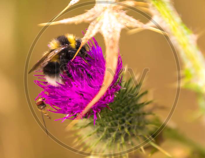 Bumblebee Flower