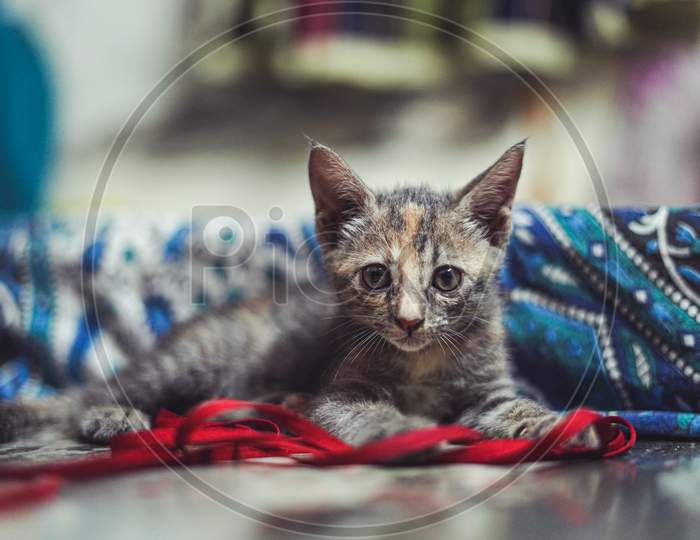 A Mid Shot Of A Cute Little Cat Playing With A Red Rope.