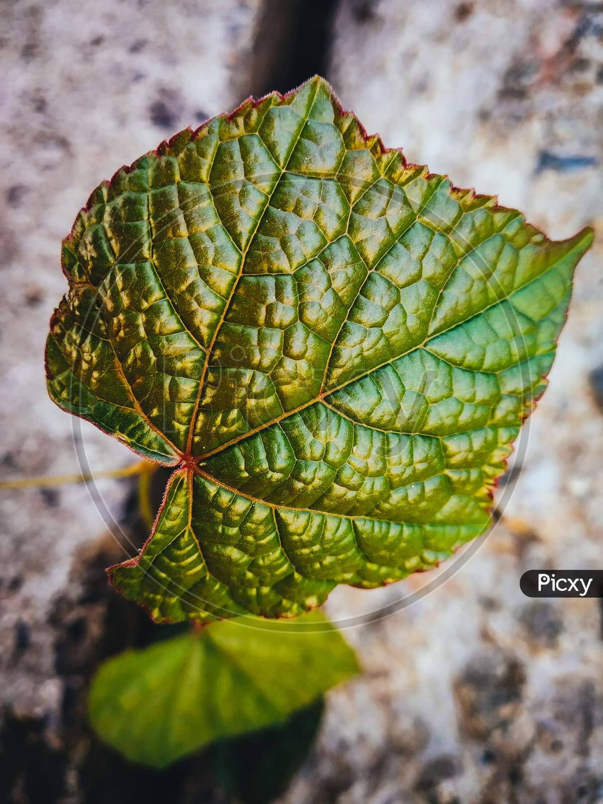 Green leaf and leaf veins
