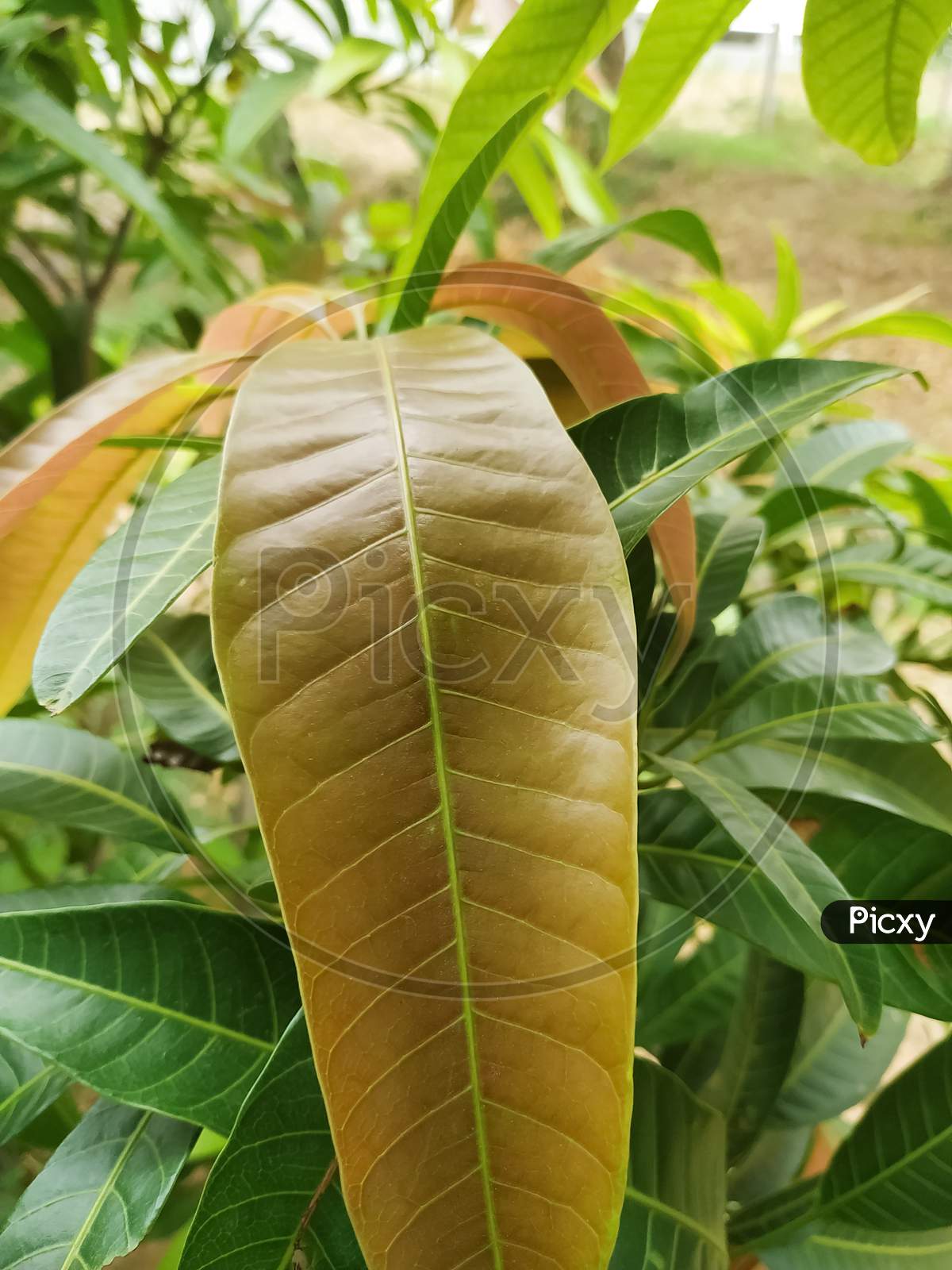 Fresh Green Yellow Leaves Mango Plant