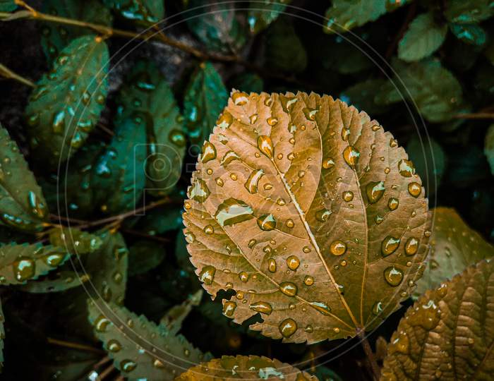 Raindrops on the brown plant leaf