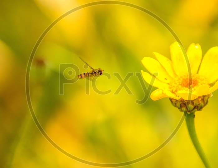 Wasp Flower