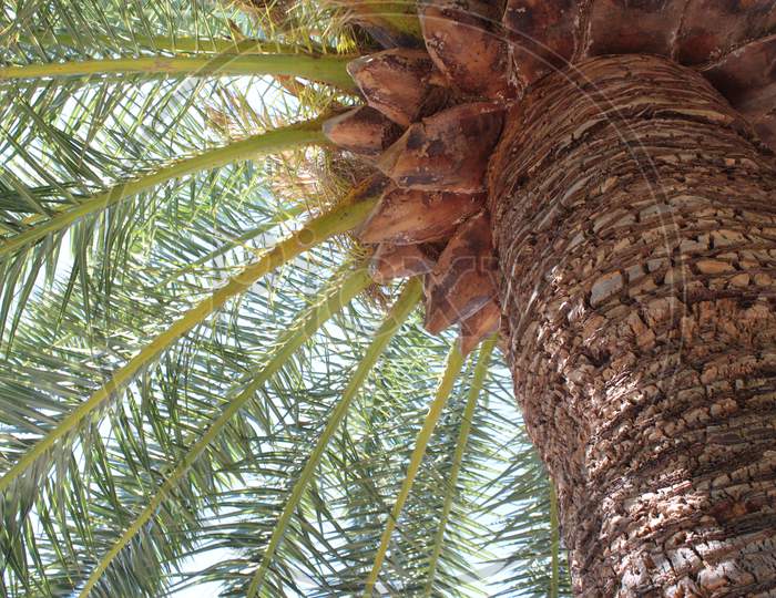 View Under Palm Tree. A Large Tree Trunk.