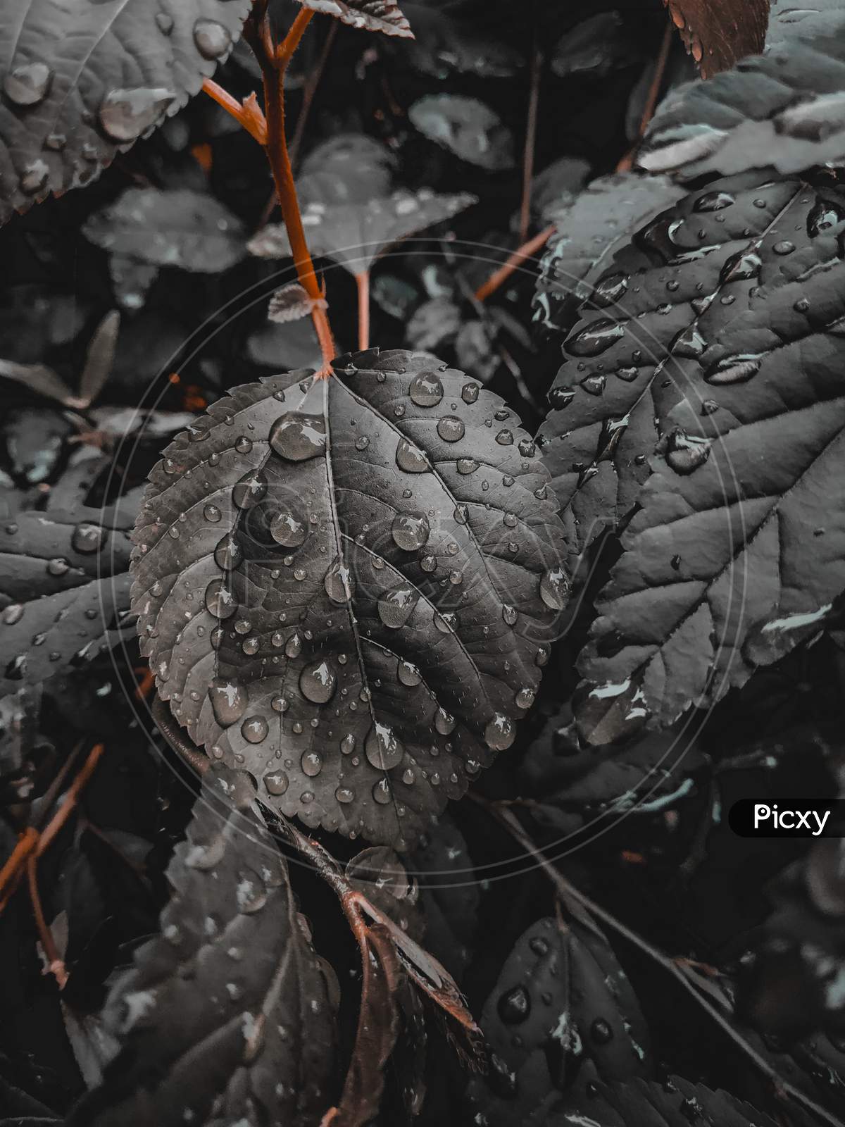 Raindrops on the grey colour leaf