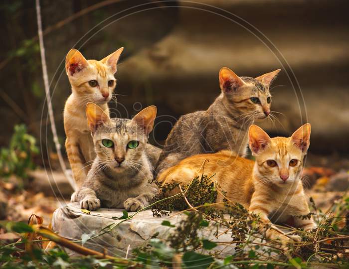 Cat Family lies in the middle of the forest. Family group of four fluffy beautiful kitten with mother Cat lie on Forest background. Mother Cat with Cute Kitten cats.