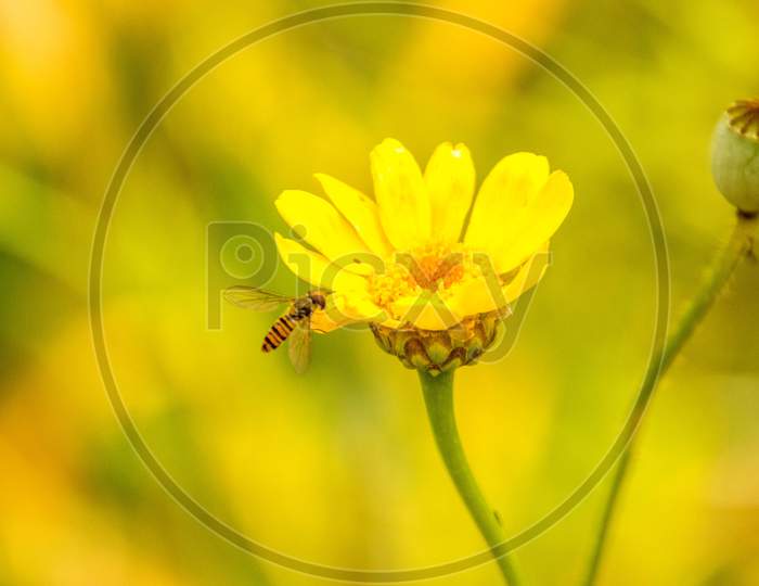 Wasp Flower