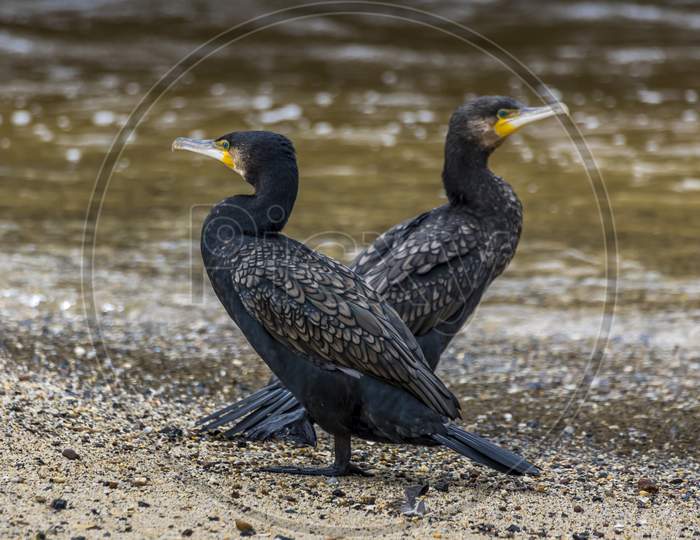 Cormorant at a beach in Victoria, Australia at a rainy day in summer.