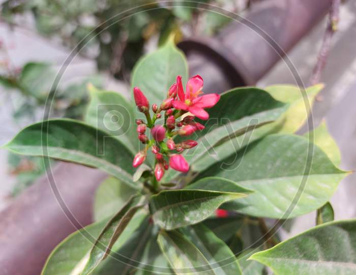 Red petals with green leaves