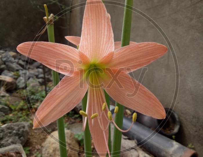 Rhodophiala flower