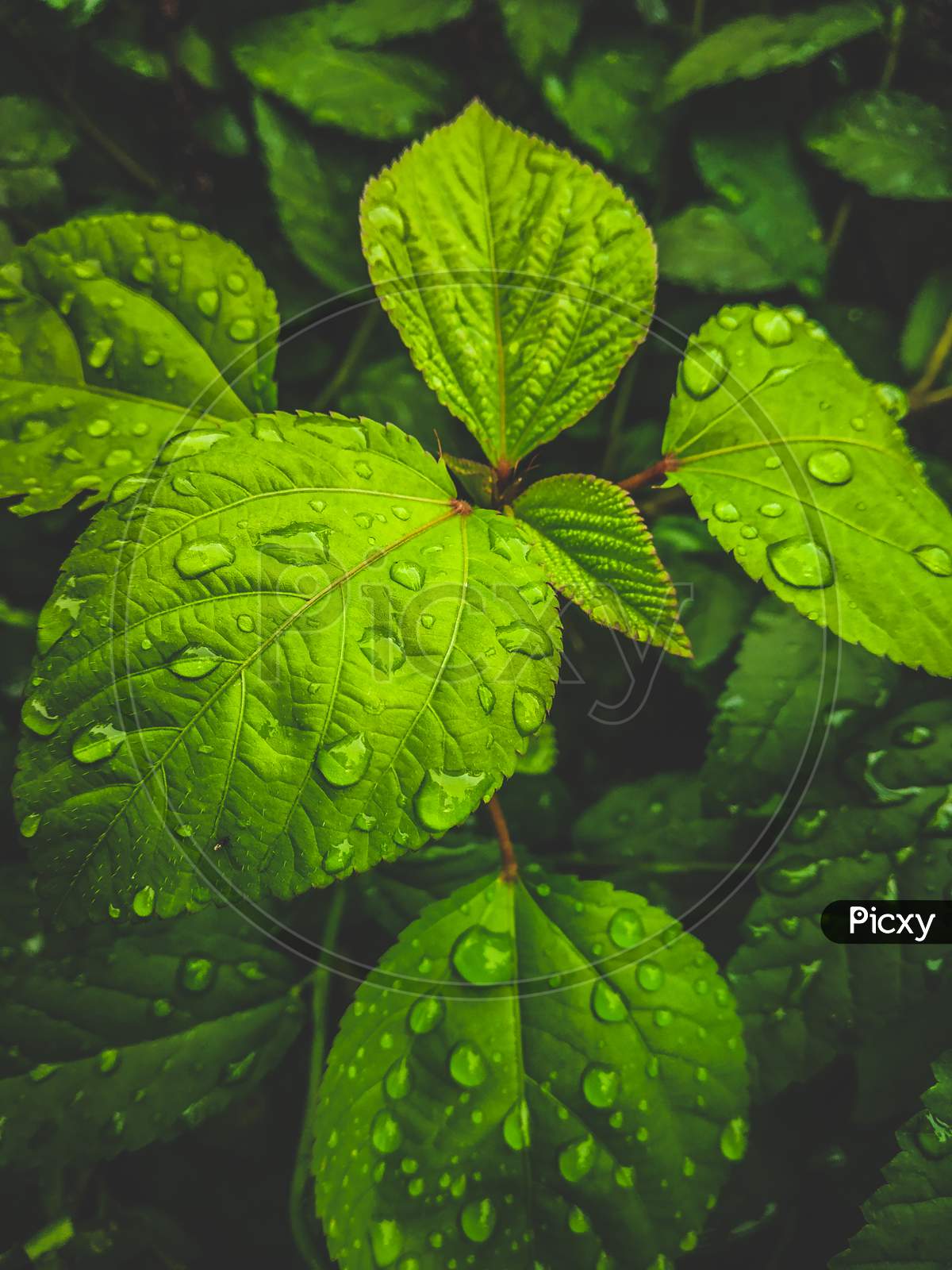 Raindrops with green leaf
