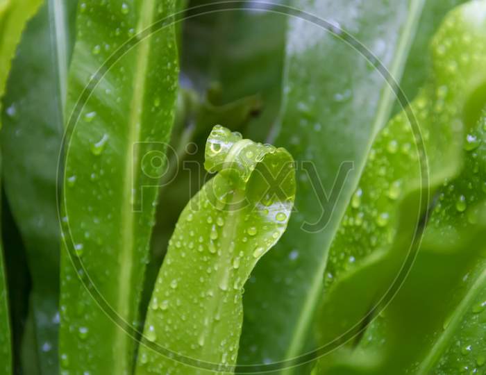 Green Background With Texture Of Leaves Wet By Rain