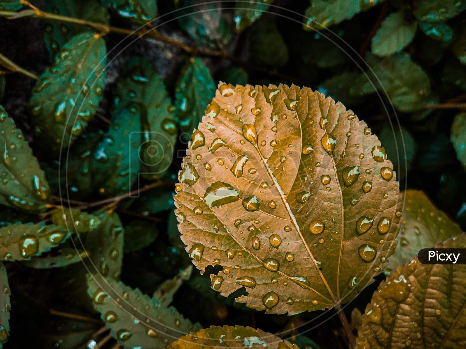 Raindrops on the brown plant leaf