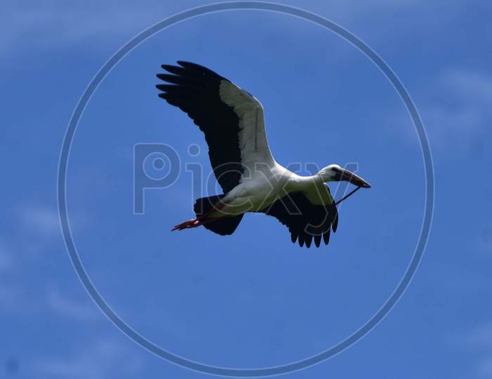 Openbill Stork Seen During The Monsoon Season, In Nagaon District Of Assam On June 19, 2020