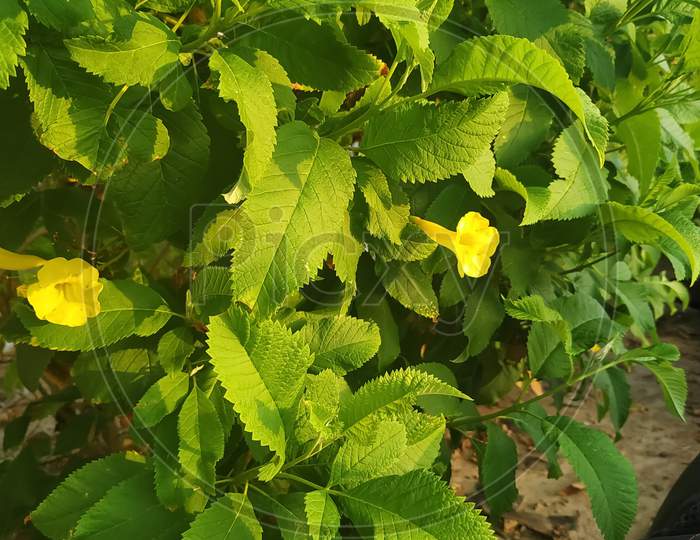 Yellow Flower plant green leaves beautiful nature morning time view