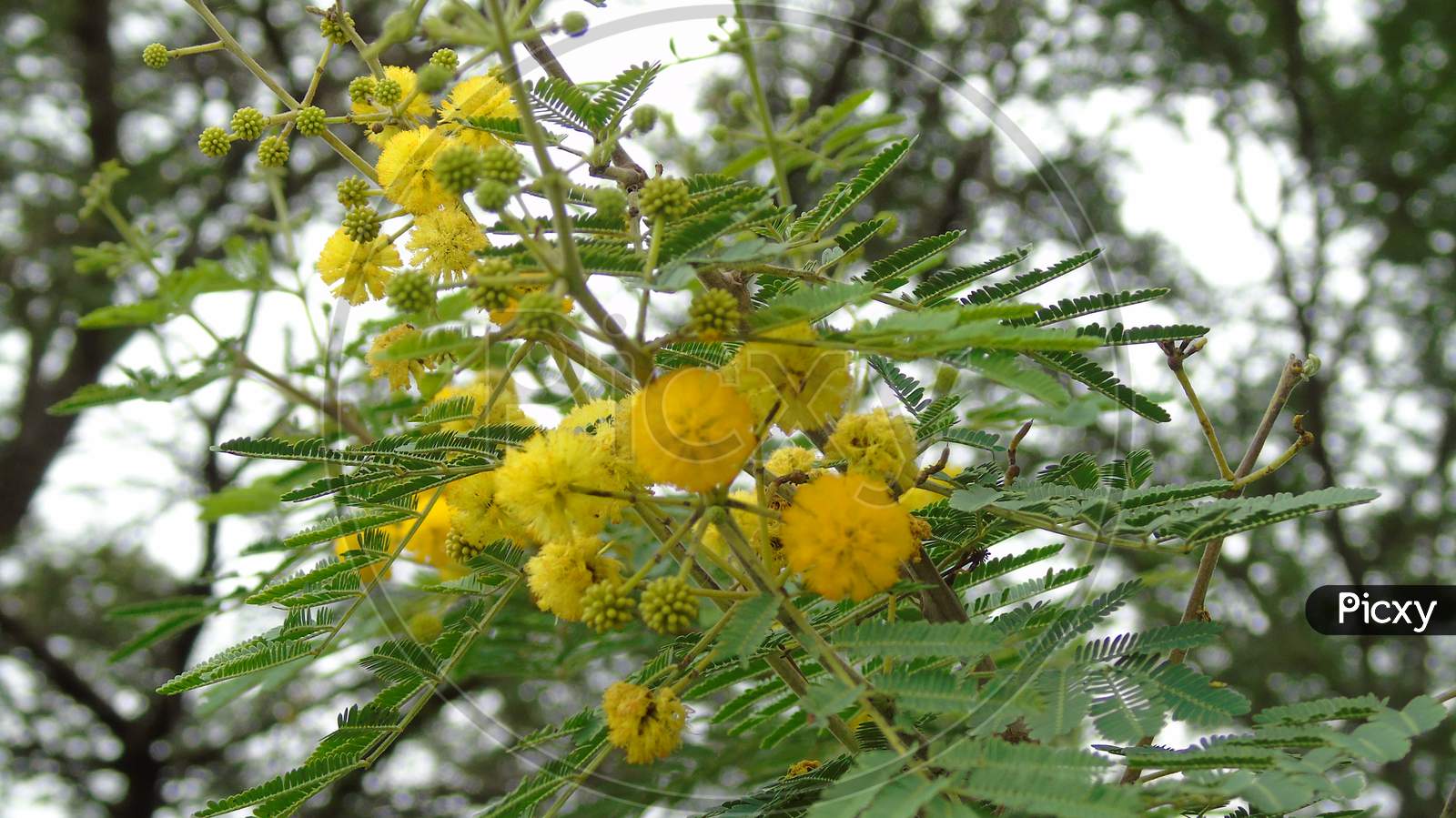 small yellow flower on tree