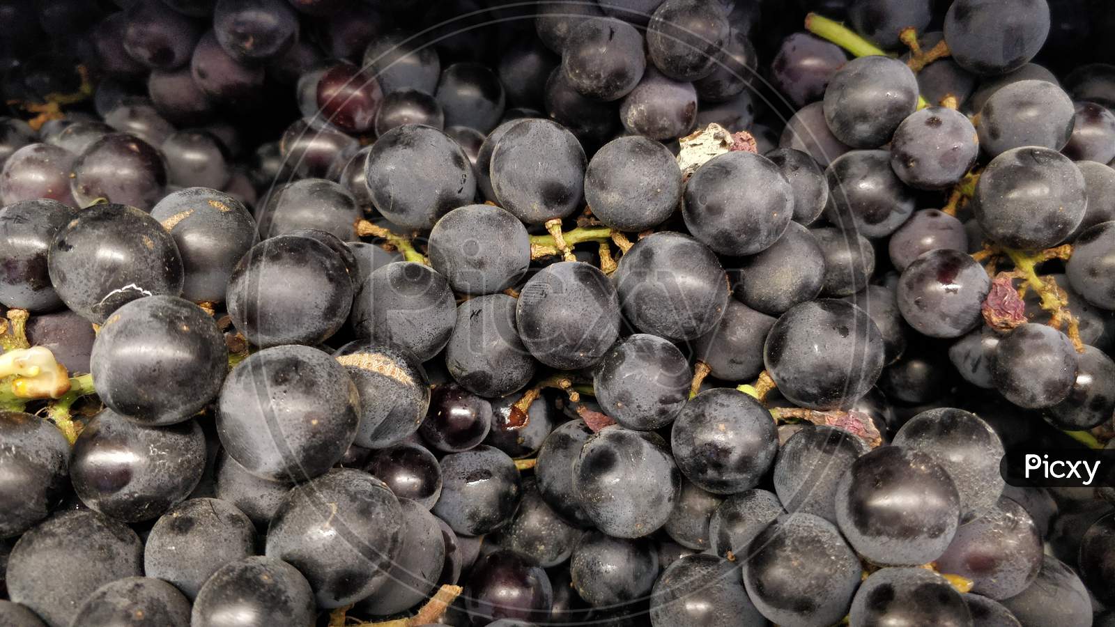 Close up shot of Black grapes