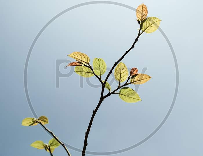 Low Angel view of yellow flowering plant against clear sky