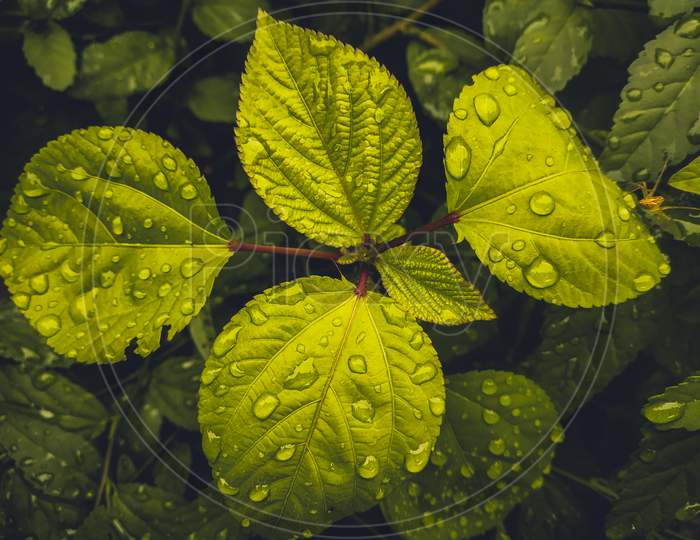 Water drop on plant leaf
