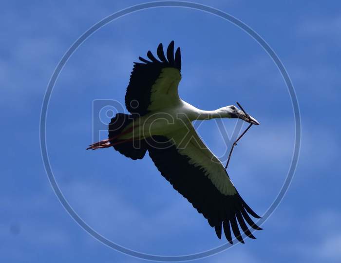 Openbill Stork is Seen During The Monsoon Season, In Nagaon District Of Assam On June 19, 2020