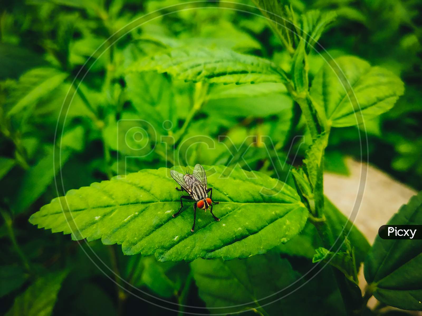 Fly on the plant