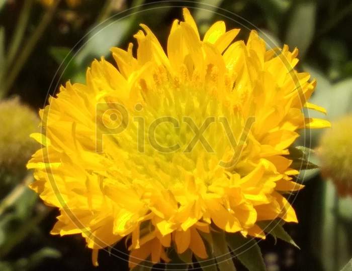 Yellow flowering plant