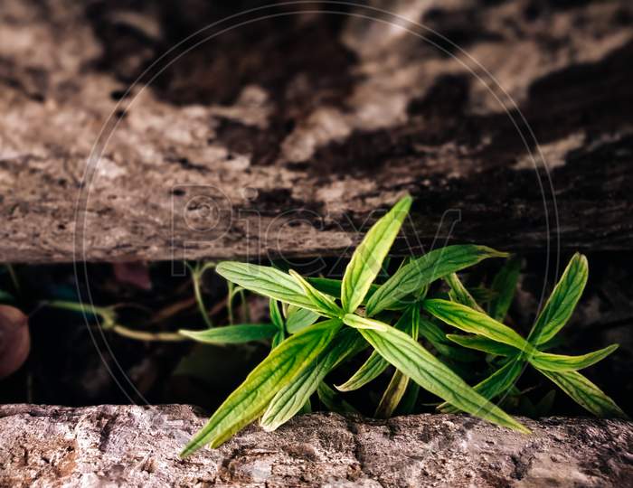 Plant growing up between two rocks